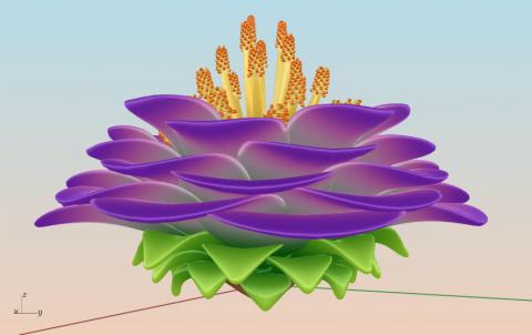 PhylloMachine is a set of scripts/UserObject for Grasshopper to model plants using some&nbsp;properties of phyllotaxis. The basic idea is that
