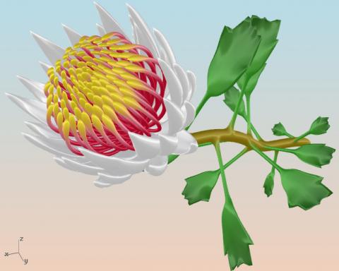 PhylloMachine is a set of scripts/UserObject for Grasshopper to model plants using some&nbsp;properties of phyllotaxis. The basic idea is that
