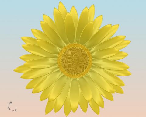 PhylloMachine is a set of scripts/UserObject for Grasshopper to model plants using some&nbsp;properties of phyllotaxis. The basic idea is that
